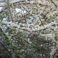 Vachellia planifrons (Wight & Arn.) Ragup., Seigler, Ebinger & Maslin